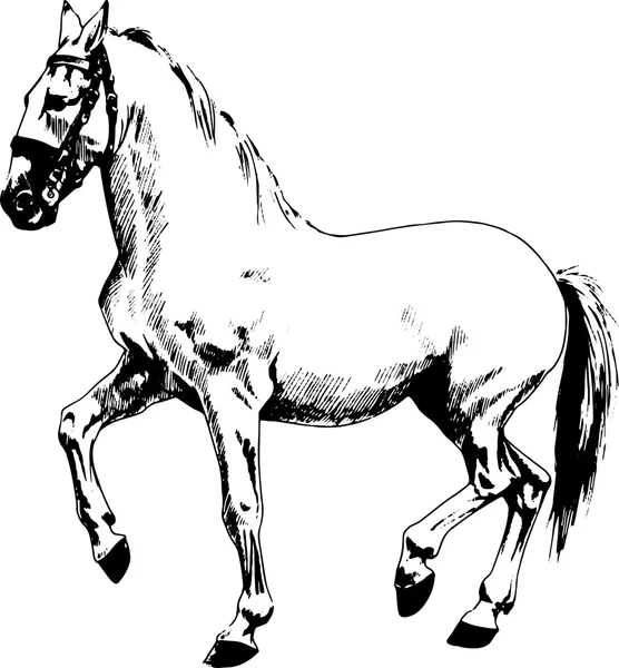 Cheval dessiné noir et blanc — Image vectorielle