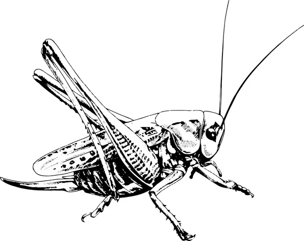 Kobylka na bílém pozadí — Stockový vektor