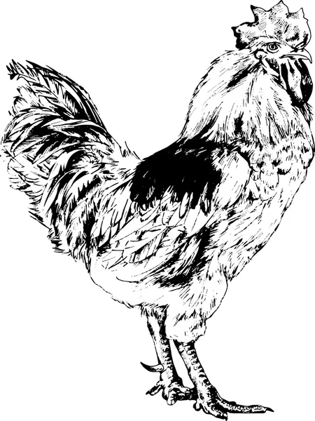 Gemalter Hahn auf weißem Hintergrund — Stockvektor