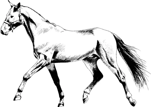 Caballo dibujado blanco y negro — Vector de stock