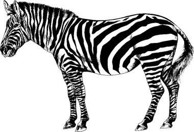 Zebra drawn with ink clipart