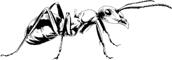 Ant drawn with ink — Stock Vector