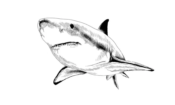 Tubarão desenhado a tinta — Fotografia de Stock