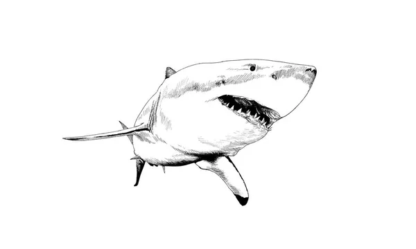 Requin dessiné à l'encre — Photo