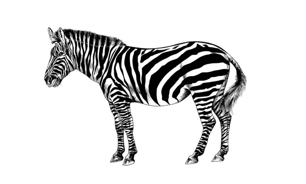 Zebra drawn with ink — Stock Photo, Image