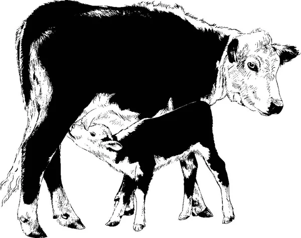Kuh und Kalb — Stockvektor