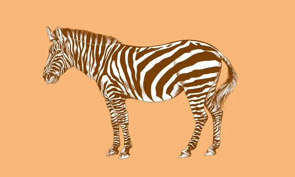 Zebra drawn with ink — Stock Photo, Image