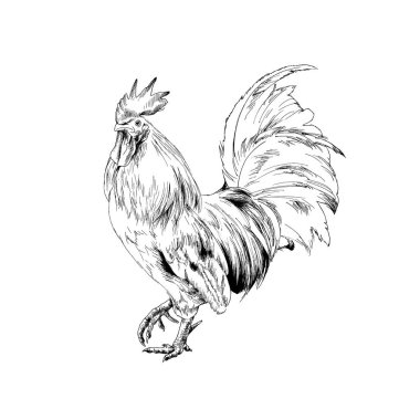 beyaz zemin üzerine boyalı horoz