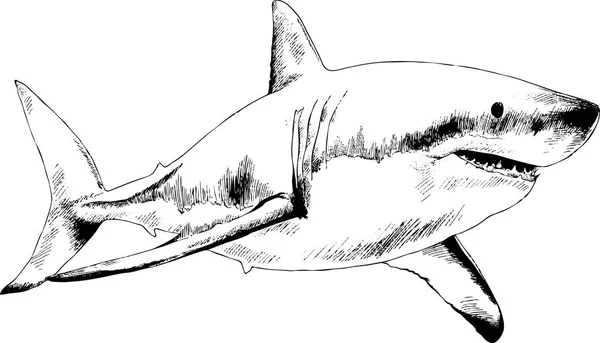 Hai in Tusche gezeichnet — Stockvektor