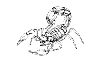 Akrep dövme mürekkep çizilir