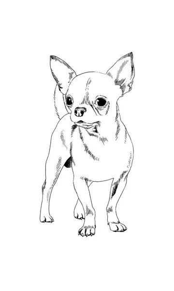 Dog drawn with ink on white background — Stock Photo, Image