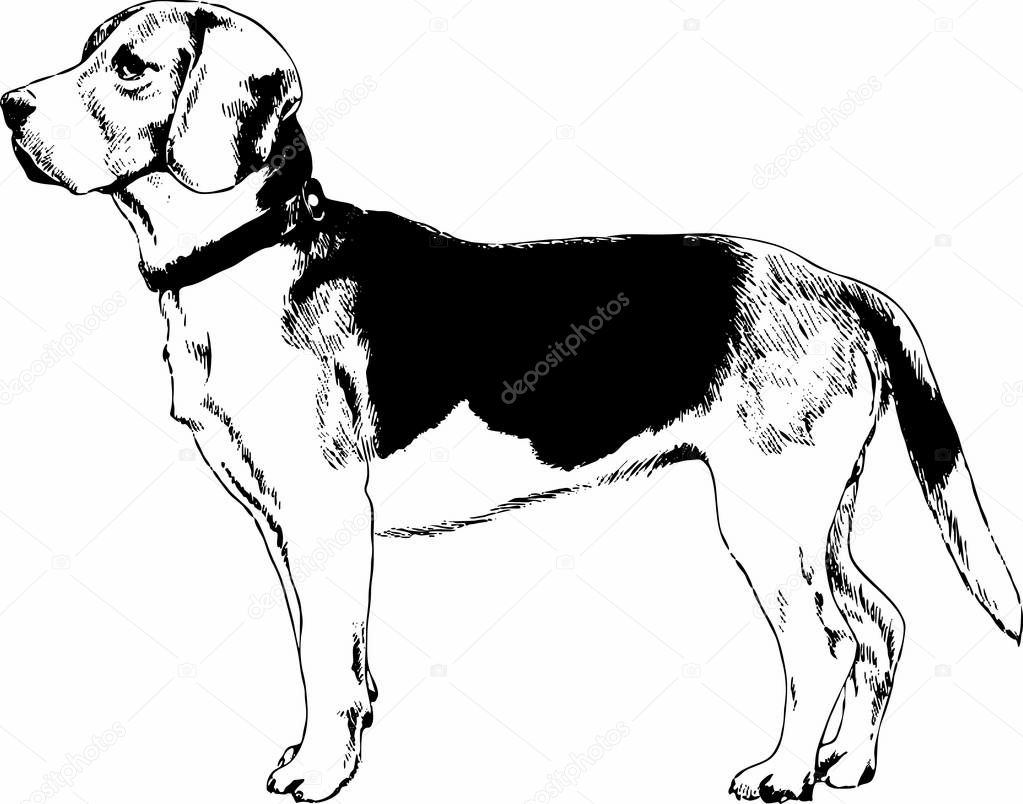 dog drawn with ink on white background 