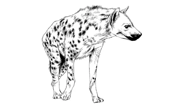 Hiena ręcznie rysowane tuszem — Zdjęcie stockowe
