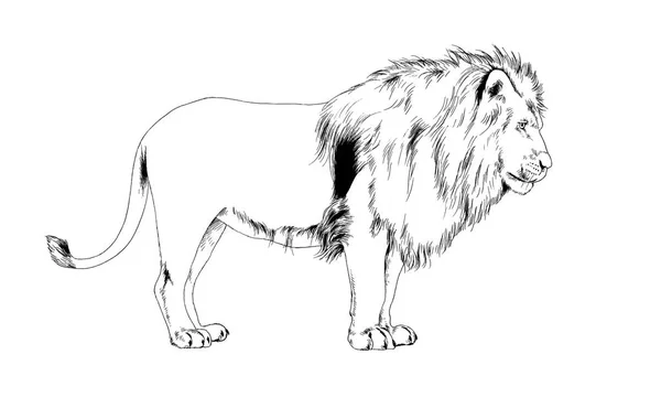 Lion drawn in ink by hand — Stock Photo, Image