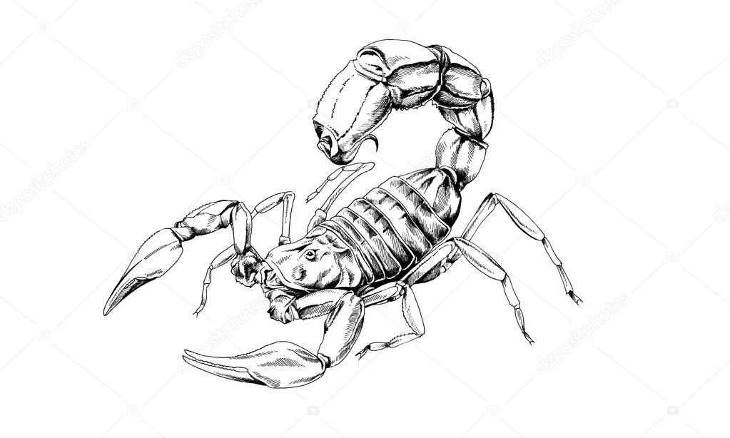 Scorpion is drawn in ink tattoo