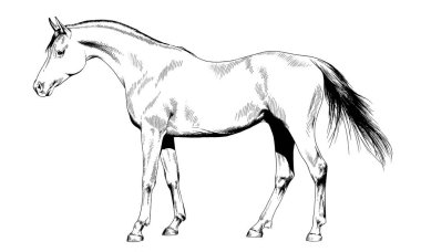 tam büyüme elinde at mürekkebi 