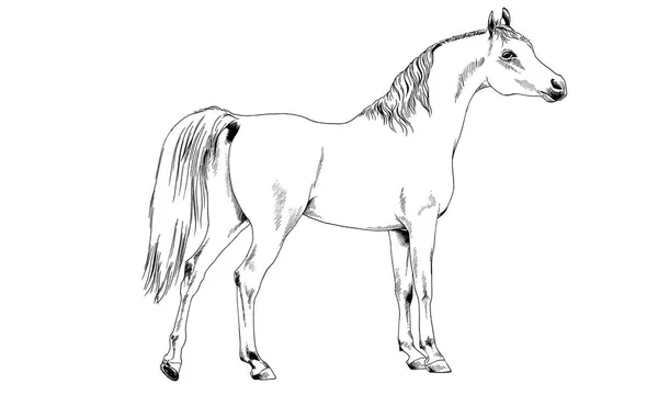 Wedstrijd paard zonder een harnas met de hand getekend in inkt — Stockfoto