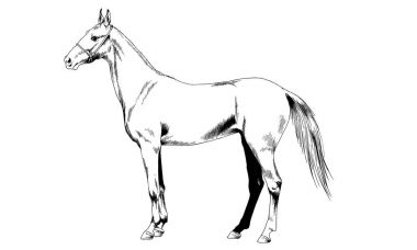 yarış atı mürekkeple elle çizilmiş bir emniyet kemeri olmadan 