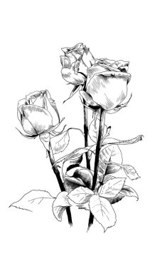 bir buket gül, mürekkeple elle çizilmiş 