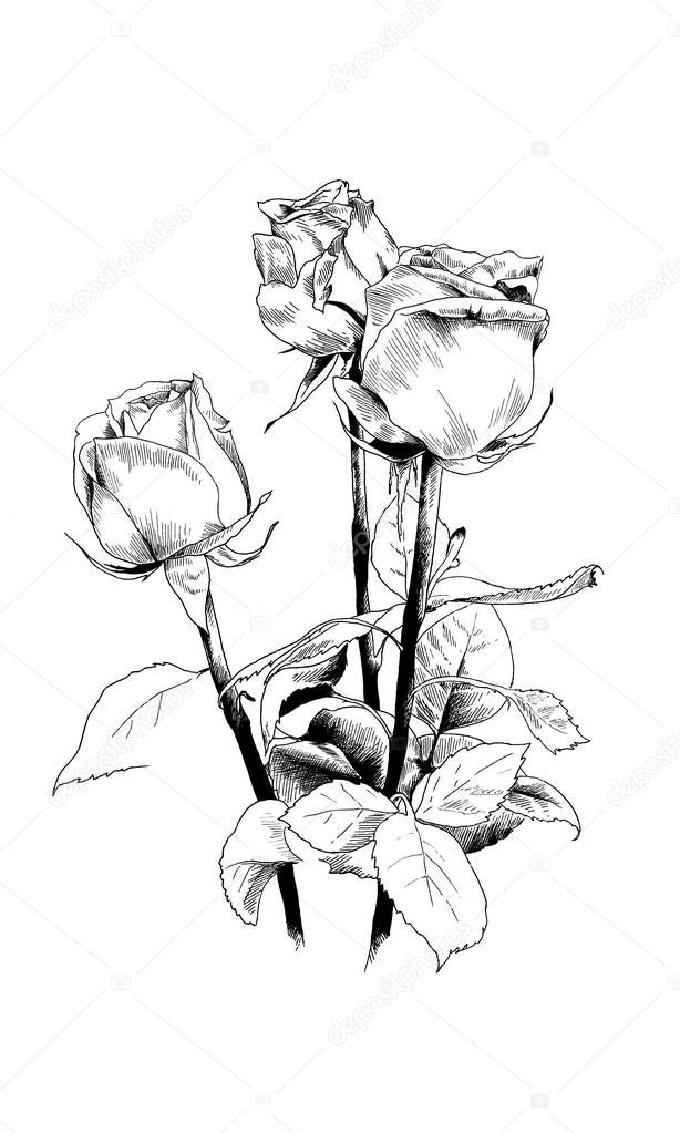 a bouquet of roses, drawn in ink by hand 
