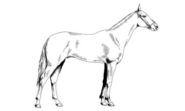 yarış atı mürekkeple elle çizilmiş bir emniyet kemeri olmadan 