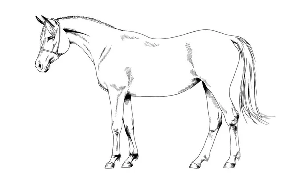 Скаковая лошадь без ремня, нарисованного чернилами вручную — стоковое фото