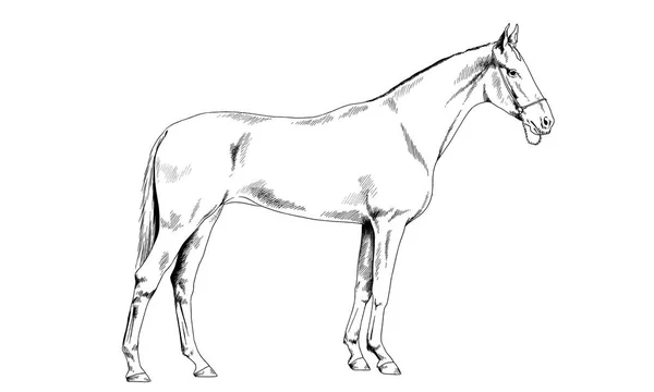 Race horse without a harness drawn in ink by hand — Stock Photo, Image