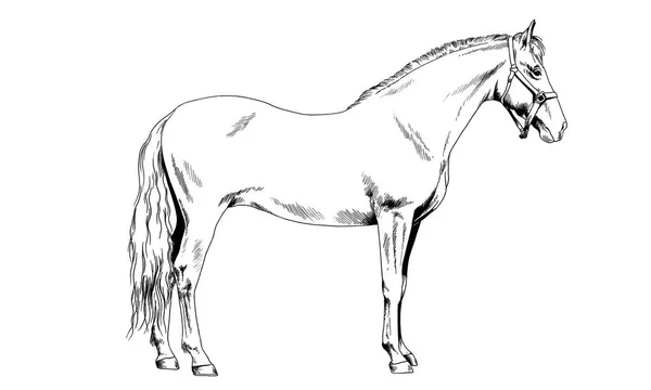 Cavalo de corrida sem um arnês desenhado a tinta à mão — Fotografia de Stock