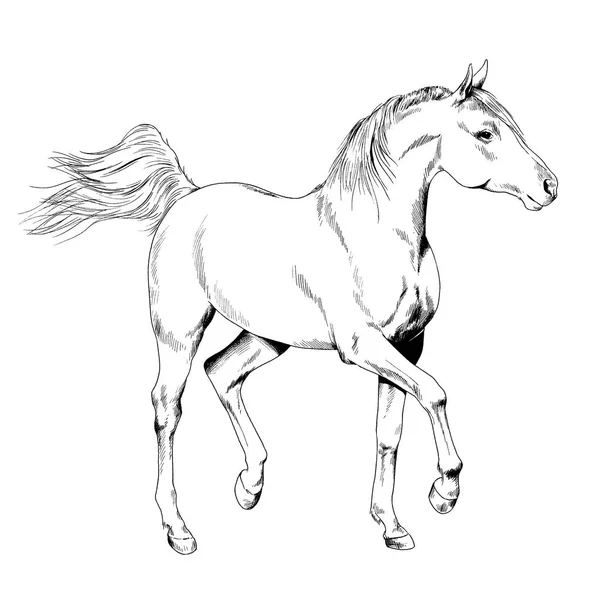 Závodní kůň bez postroje, nakreslil perem — Stock fotografie