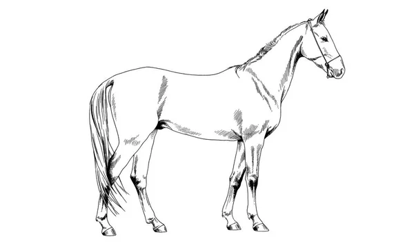 Koń rasy bez uprzęży, ręcznie rysowane tuszem — Zdjęcie stockowe
