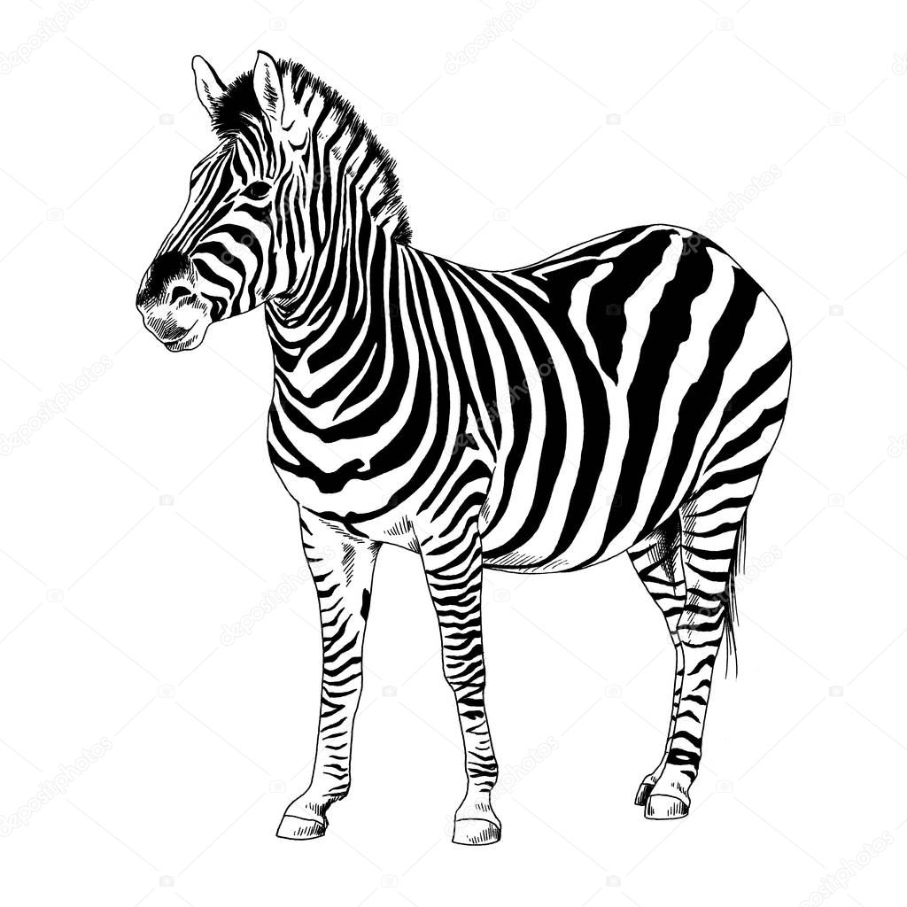 Zebra drawn with ink