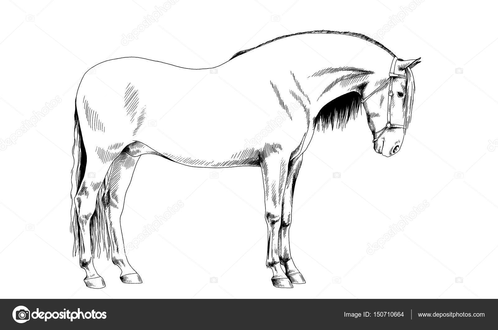 Race horse without a harness drawn in ink by hand Stock Illustration by