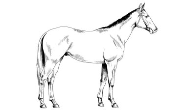 yarış atı mürekkeple elle çizilmiş bir emniyet kemeri olmadan 