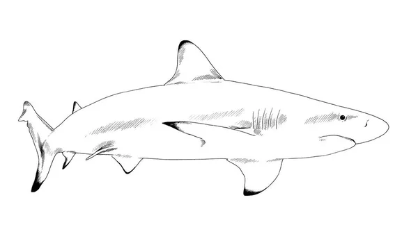 A great white shark drawn in ink on a white background — Stock Photo, Image