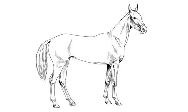 Závodní kůň bez postroje, nakreslil perem — Stock fotografie