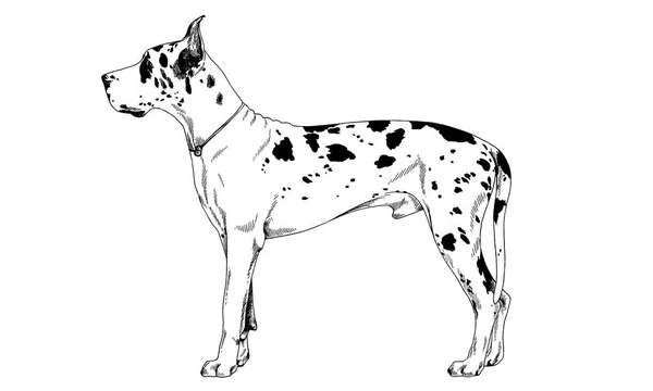 흰색 바탕에 잉크로 그려진 개 — 스톡 사진