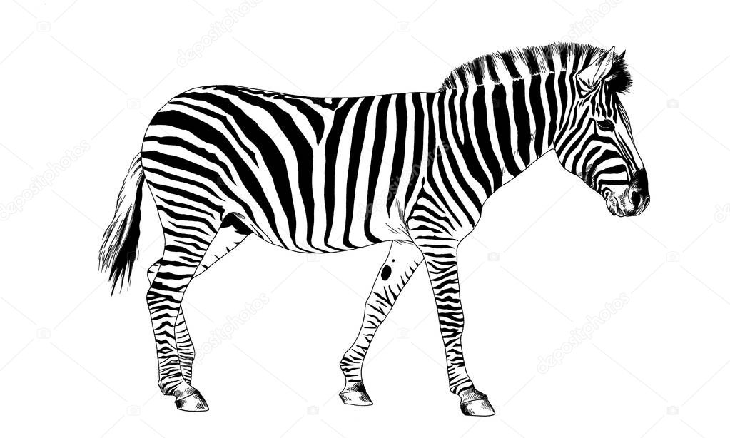 Zebra drawn with ink from hands in full growth