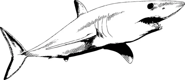 Um grande tubarão branco desenhado a tinta sobre um fundo branco —  Vetores de Stock