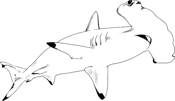 Большая белая акула, нарисованная чернилами на белом фоне — стоковый вектор