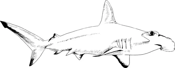 Um grande tubarão branco desenhado a tinta sobre um fundo branco —  Vetores de Stock