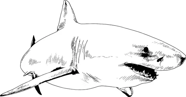 在白色的背景上绘制在油墨中的大白鲨 — 图库矢量图片