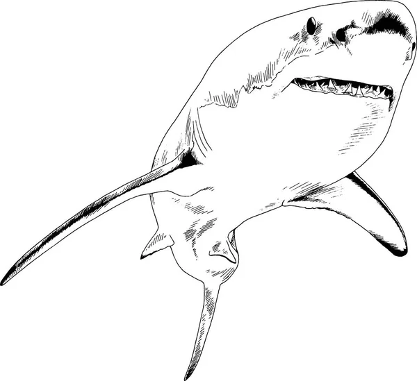 Ein großer weißer Hai in Tusche auf weißem Hintergrund gezeichnet — Stockvektor