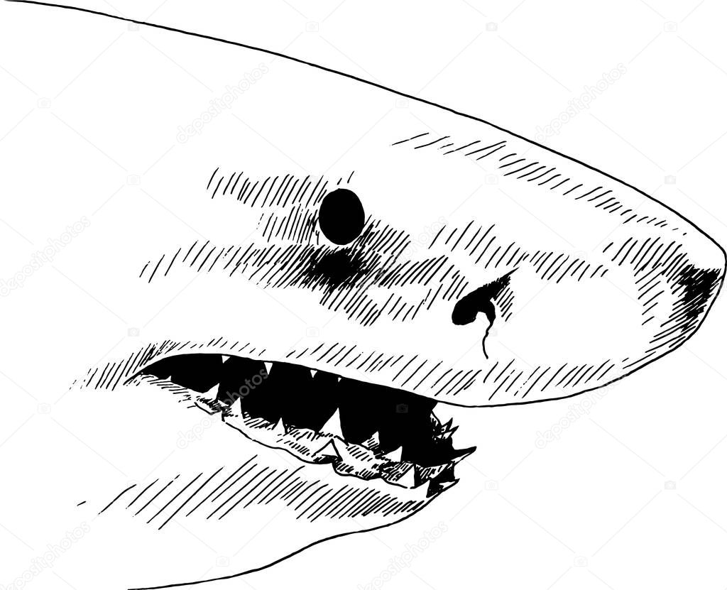 a great white shark drawn in ink on a white background 