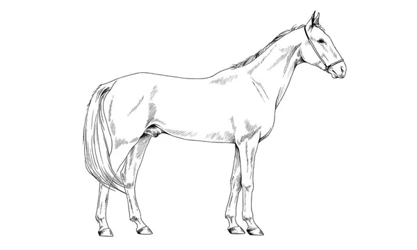 Race horse without a harness drawn in ink by hand — Stock Photo, Image