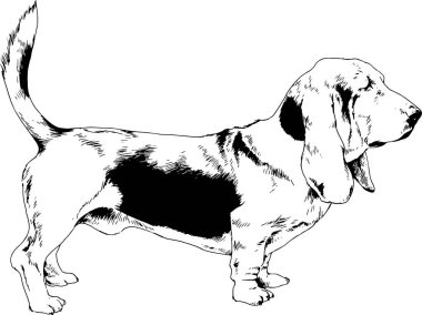Beyaz bir arka plan üzerinde el ile mürekkeple çizilmiş bir güzel poz safkan köpek 