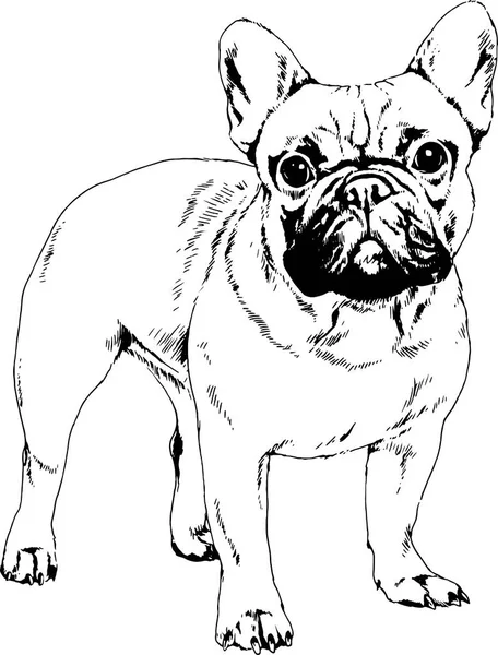 Perro de raza pura en una pose hermosa, dibujado en tinta a mano sobre un fondo blanco — Vector de stock