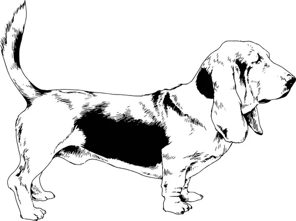Rasowe pies w pięknej pozie, rysowane tuszem ręcznie na białym tle — Wektor stockowy