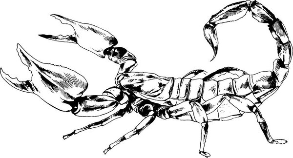 нападающий Скорпион с ядовитым жалом, нарисованным чернилами вручную на белом фоне
