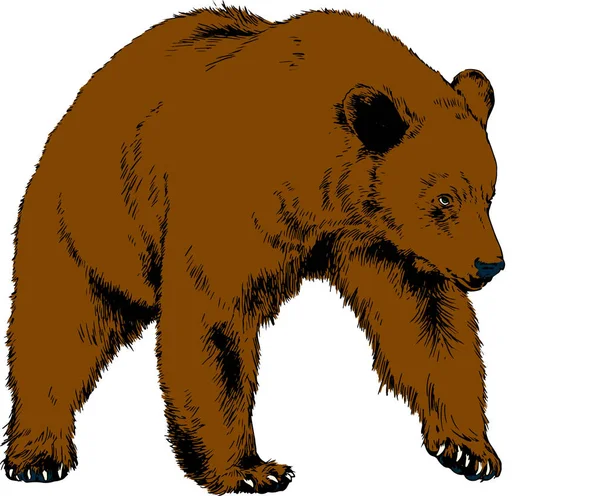 Niedźwiedź brunatny jest rysowane tuszem ręcznie na białym tle — Wektor stockowy