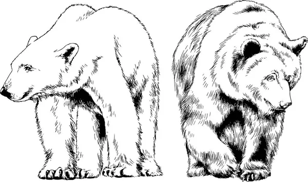 手でタトゥーのインクで野生動物クマをテーマにベクトル図面のセットを描画 — ストックベクタ